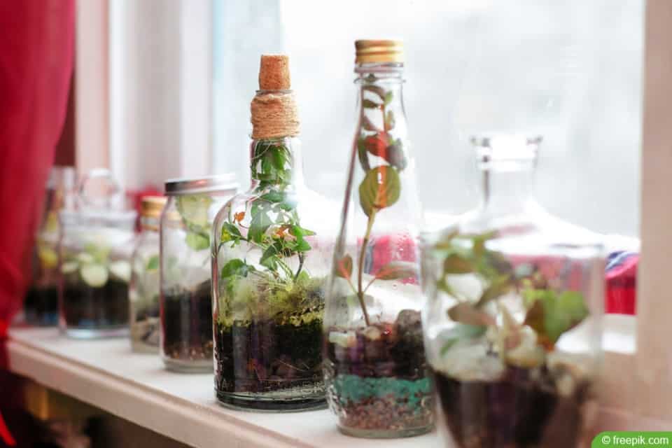 Ökosystem im Glas MiniBiosphäre selber bauen