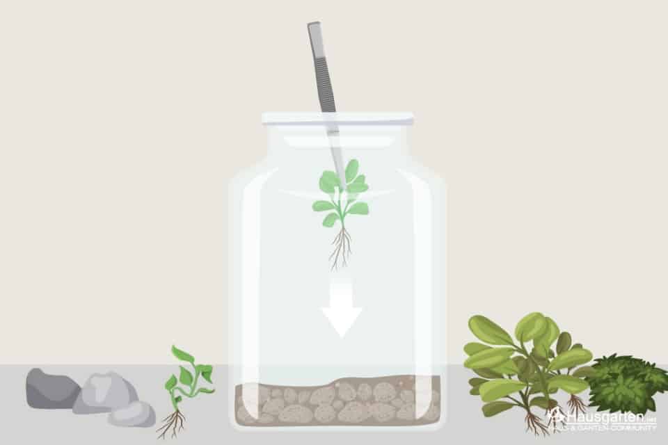 Ökosystem im Glas MiniBiosphäre selber bauen