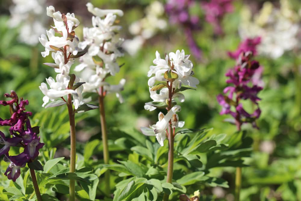 Hohler Lerchensporn - Corydalis cava