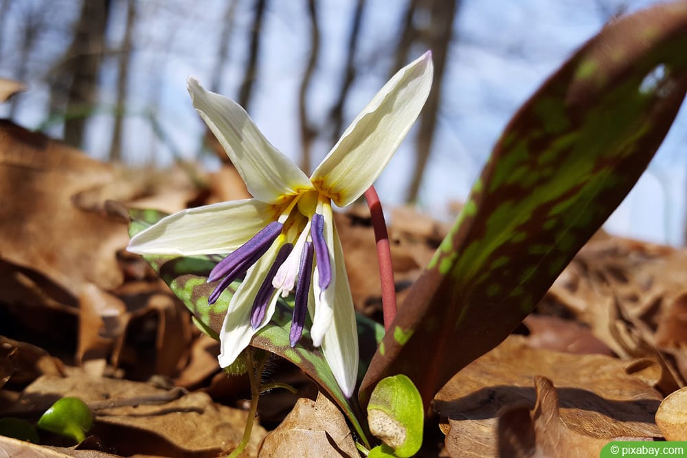 Hunds-Zahnlilie - Erythronium dens-canis