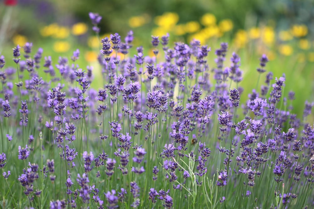 Lavendel - Lavandula angustifolia