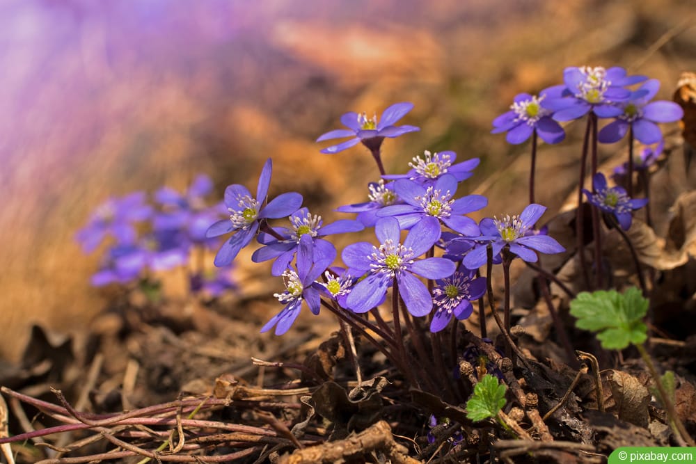 Leberblümchen - Hepatica nobilis