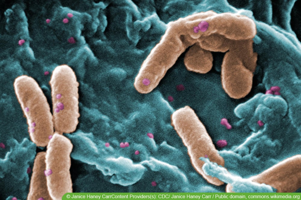 Maulfäule / Flossenfäule - Aeromonas pseudomonas