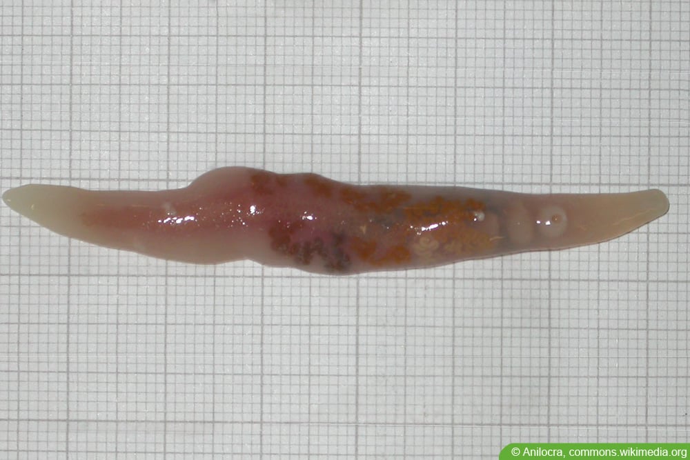 Saugwürmer - Trematoda