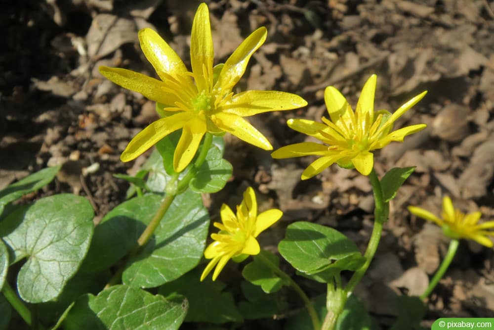 Scharbockskraut - Ranunculus ficaria