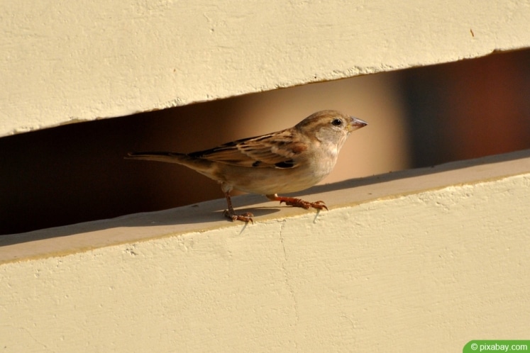 DachsKot im Garten erkennen 6 Merkmale