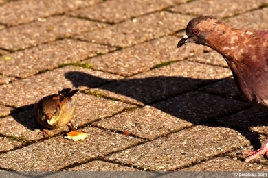 Spatz und Taube