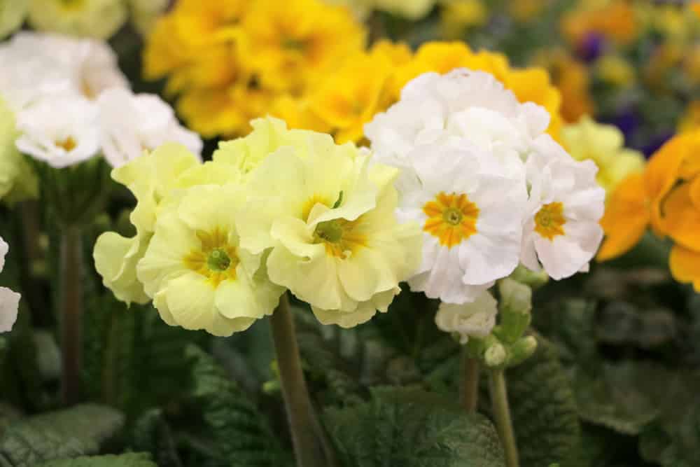 Stängellose Primel - Primula vulgaris