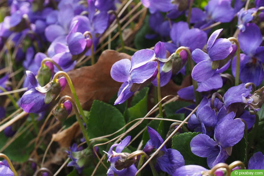 Wohlriechendes Veilchen - Viola odorata