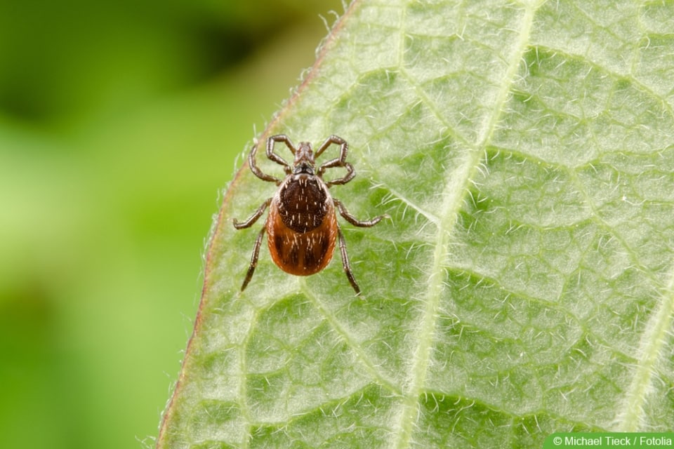 12 Mittel gegen Zecken im Garten