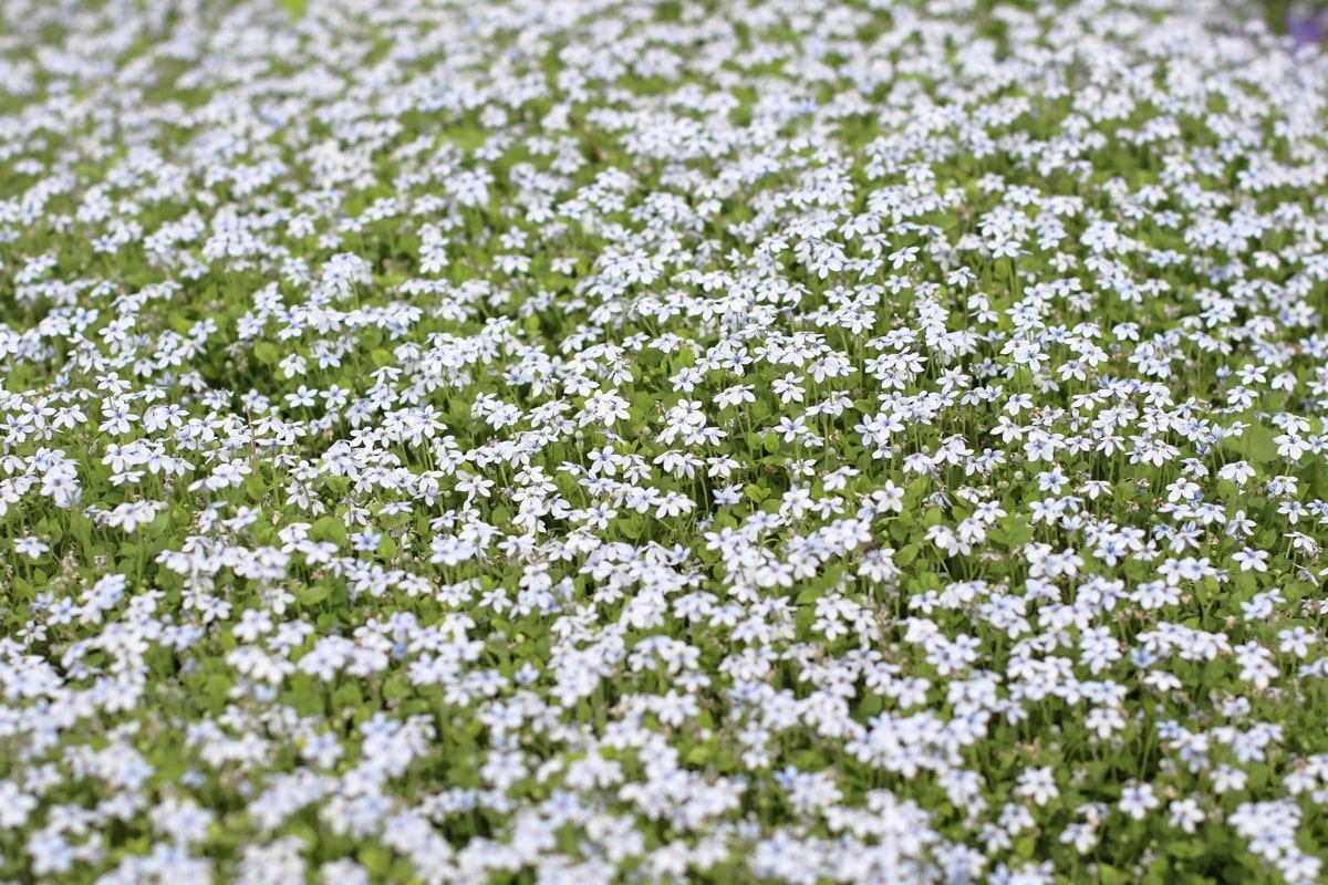 Blaues Bubiköpfchen - Isotoma fluviatilis - Gaudich