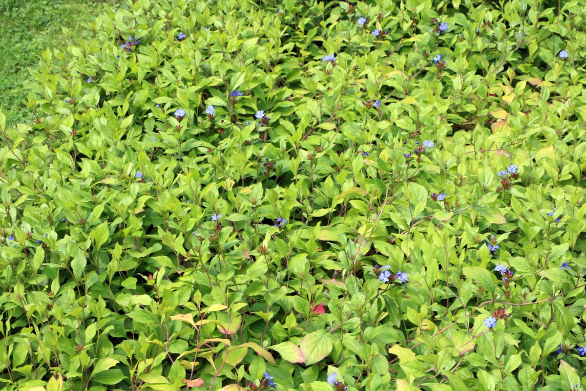 Chinesischer Bleiwurz - Ceratostigma plumbaginoides