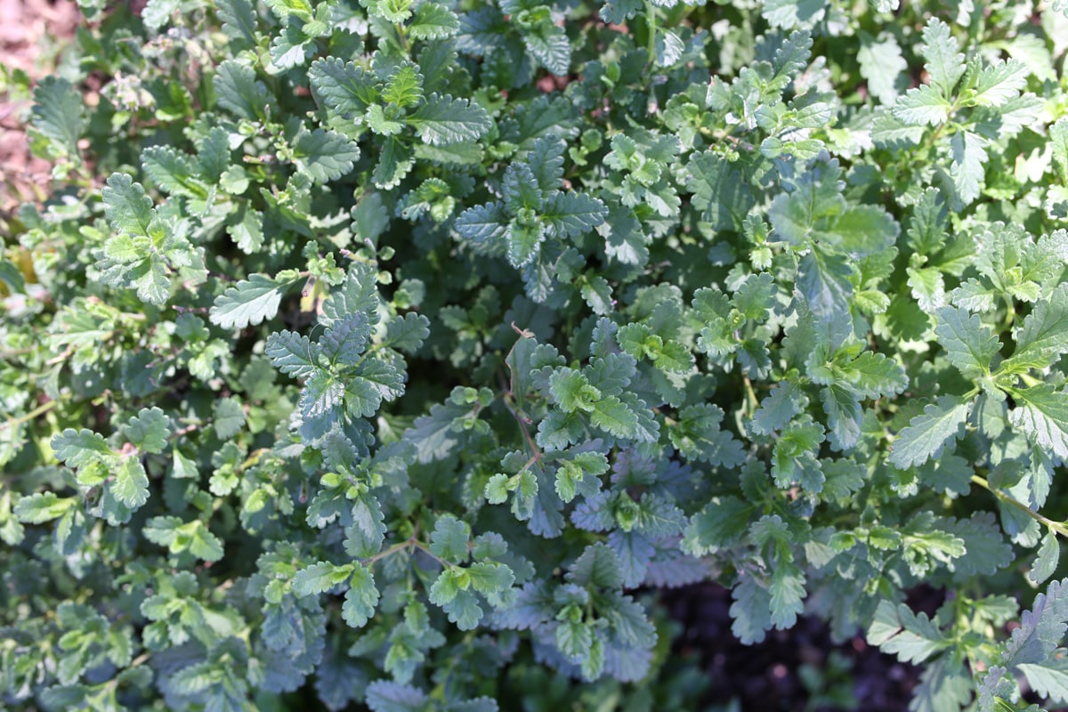 Edel-Gamander - Teucrium chamaedrys