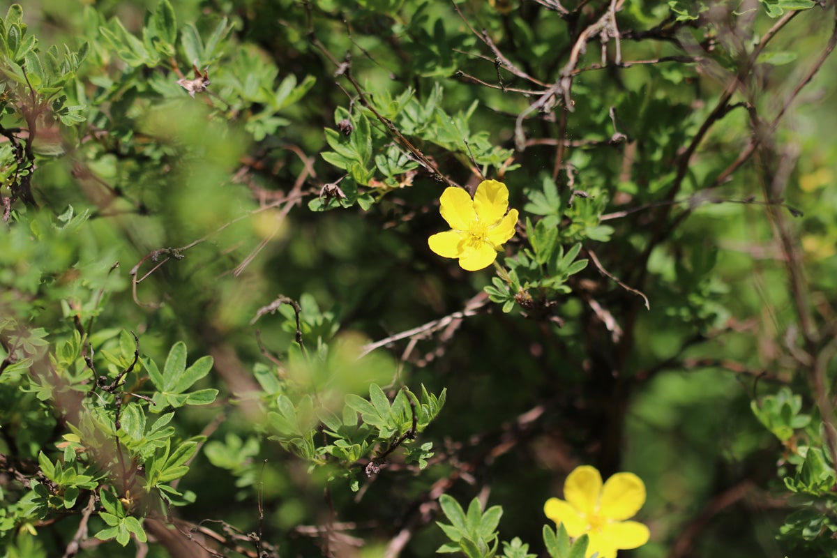 Fingerstrauch - Potentilla fruticosa