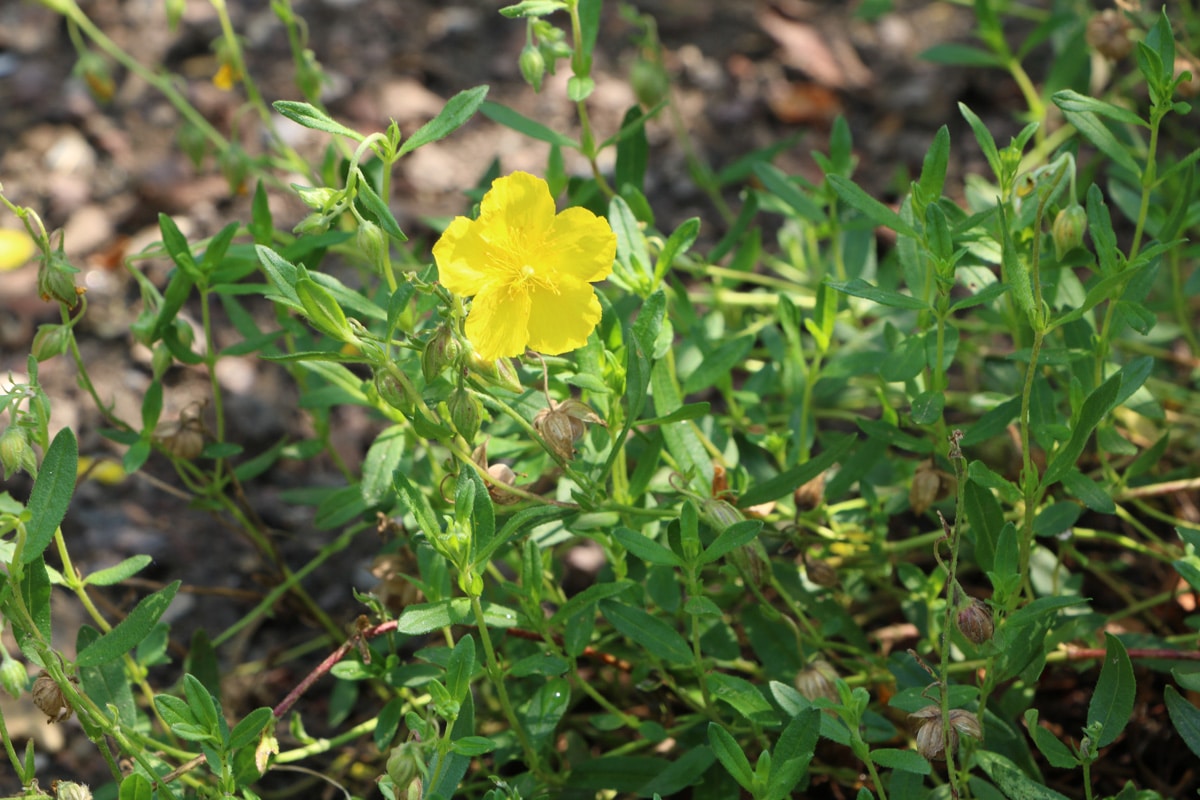 Gelbes Sonnenröschen - Helianthemum nummularium