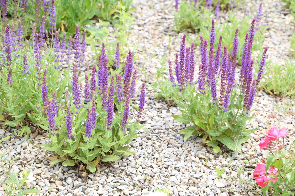 Hain-Salbei - Steppen-Salbei - Salvia nemorosa