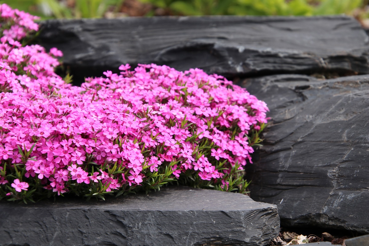 Polster-Phlox - Teppich-Phlox - Phlox subulata