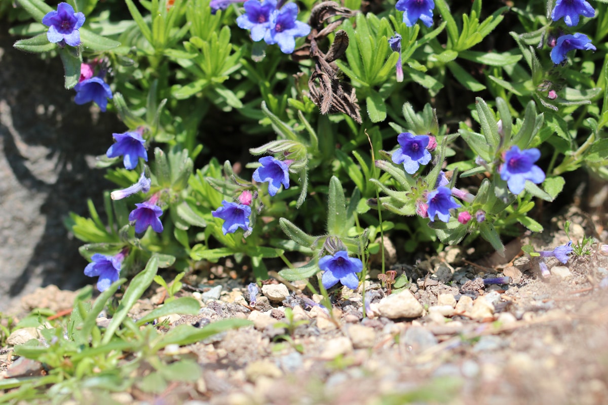 Steinsame - Lithodora diffusa