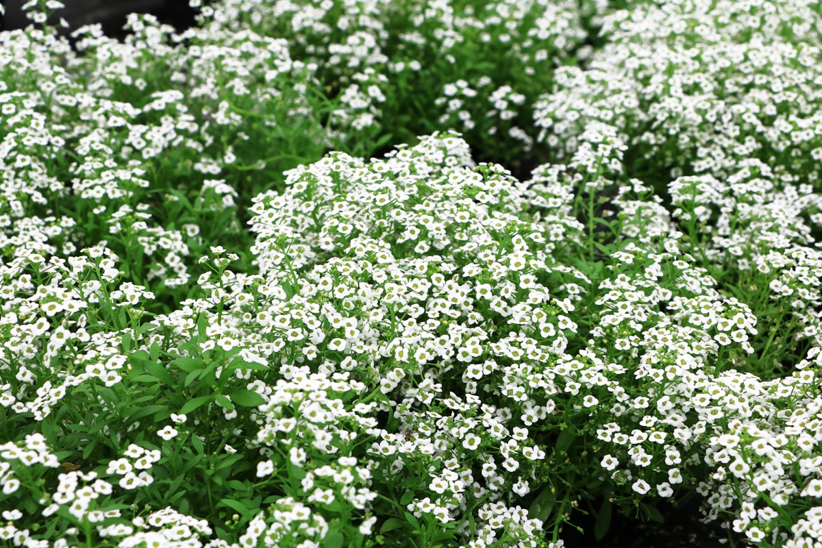 Strand-Silberkraut - Lobularia maritima - Alyssum maritimum