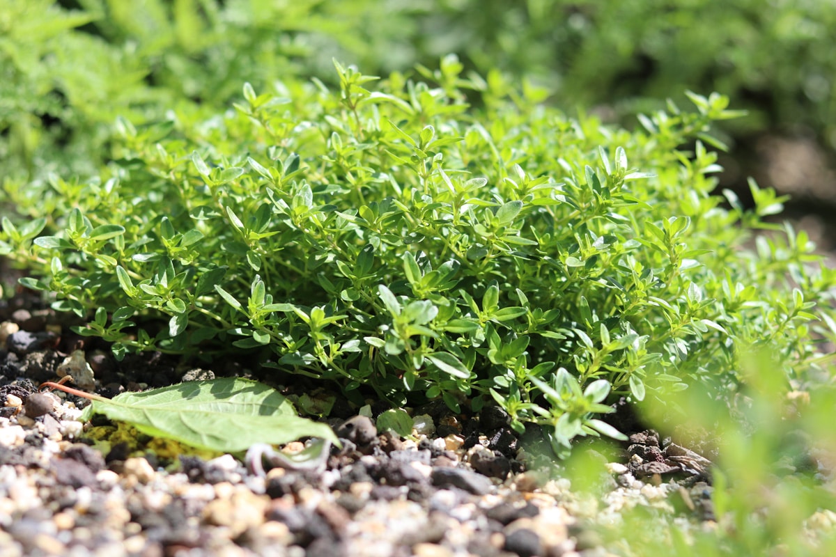 Zitronenthymian - Thymus citriodorus