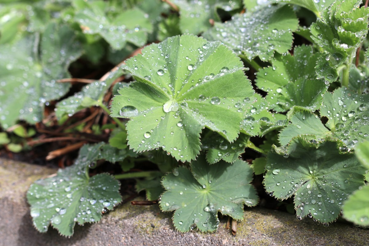 Alchemilla, Frauenmantel