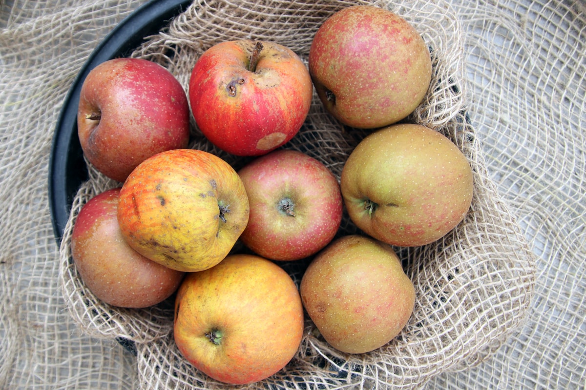 Apfel - Malus domestica - Boskoop