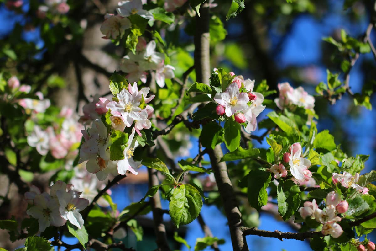 Apfel (Malus)