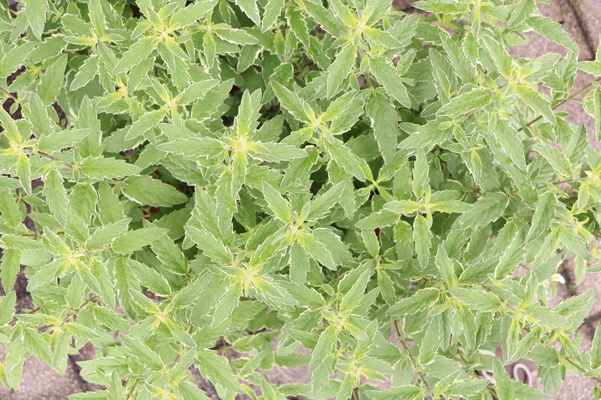 Bartblume - Caryopteris clandonensis