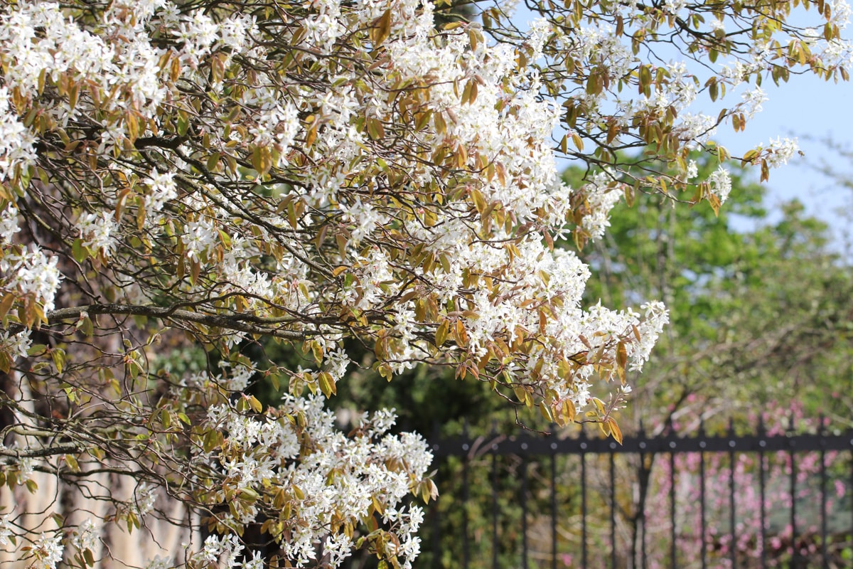 Baum-Felsenbirne - Amelanchier arborea