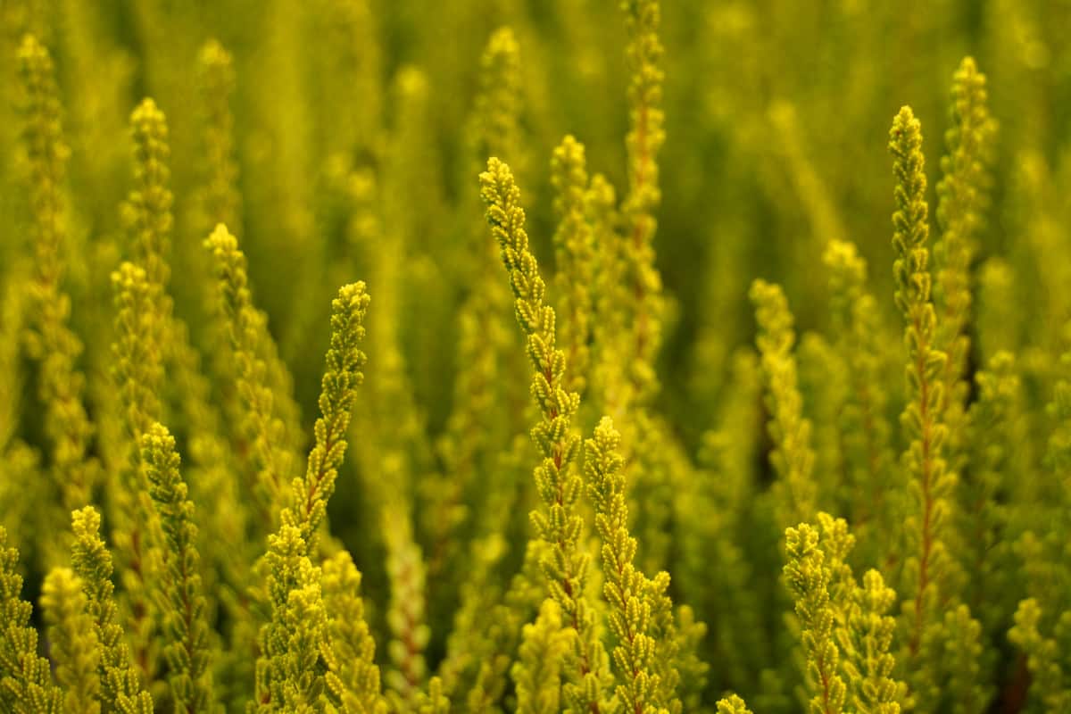 Besenheide - Calluna vulgaris