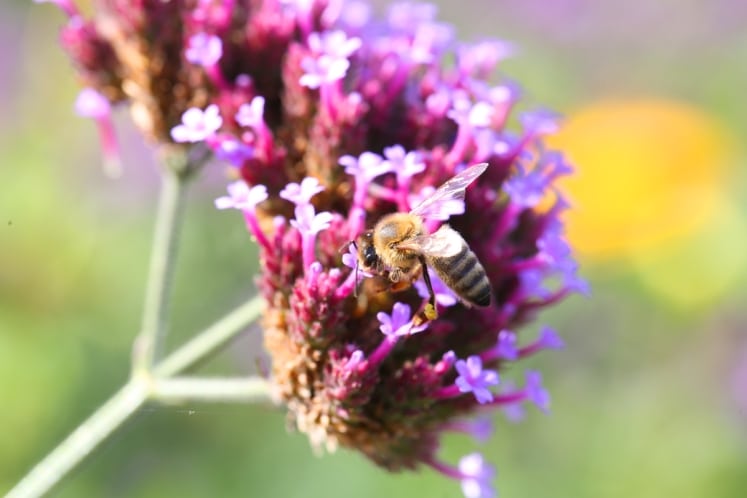 46 bienenfreundliche Pflanzen nach Blütezeit