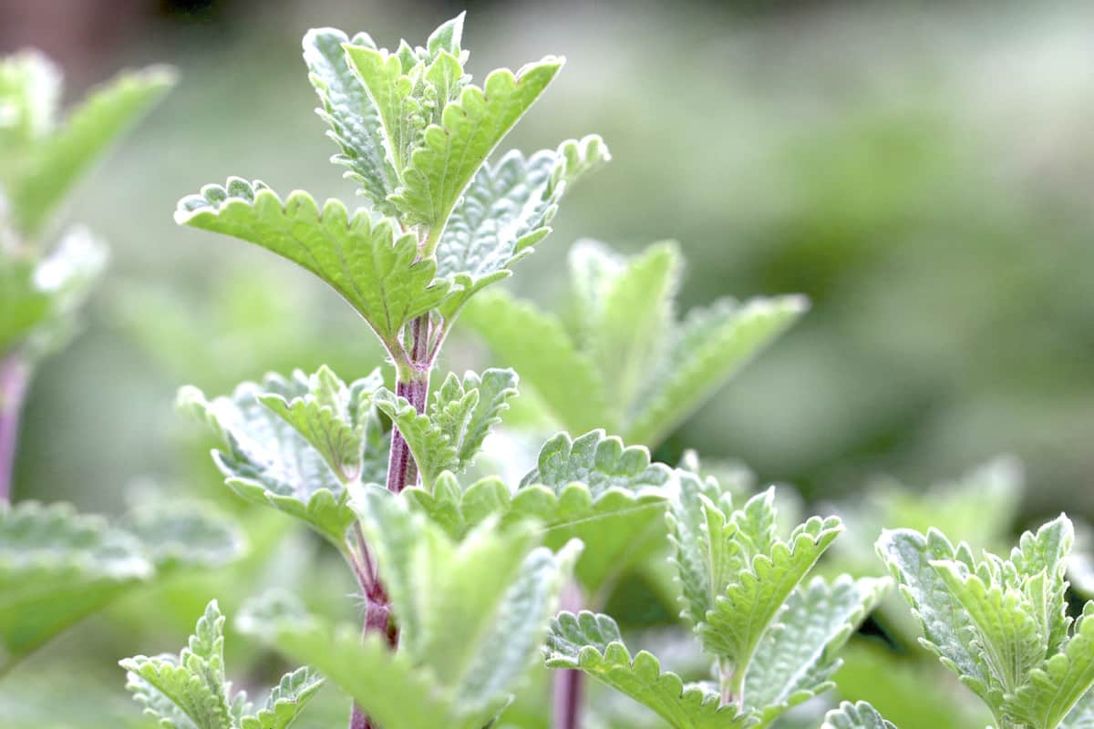 blaue Katzenminze - Nepeta x faassenii