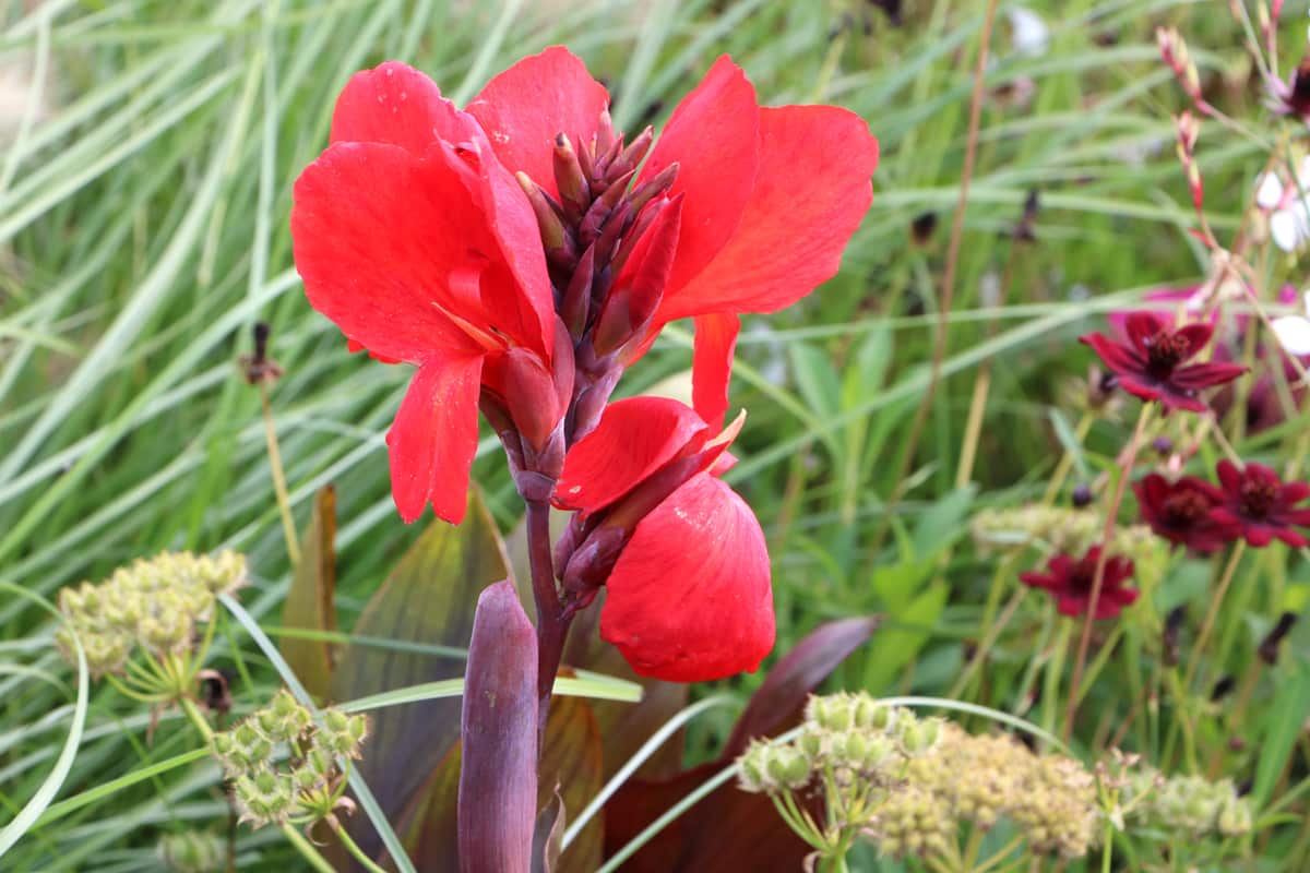 indisches Blumenrohr - Canna indica