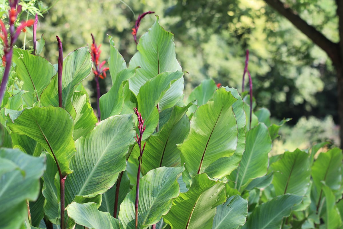 indisches Blumenrohr - Canna indica