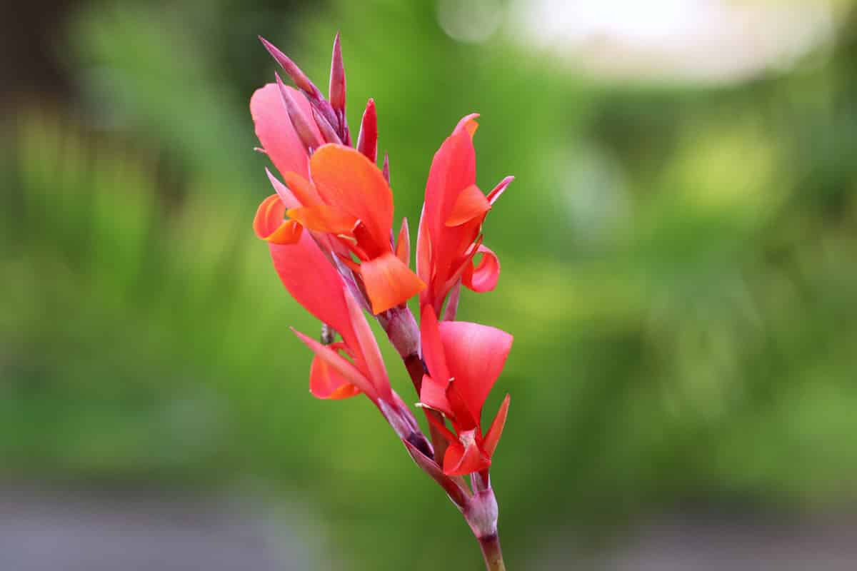 indisches Blumenrohr - Canna indica