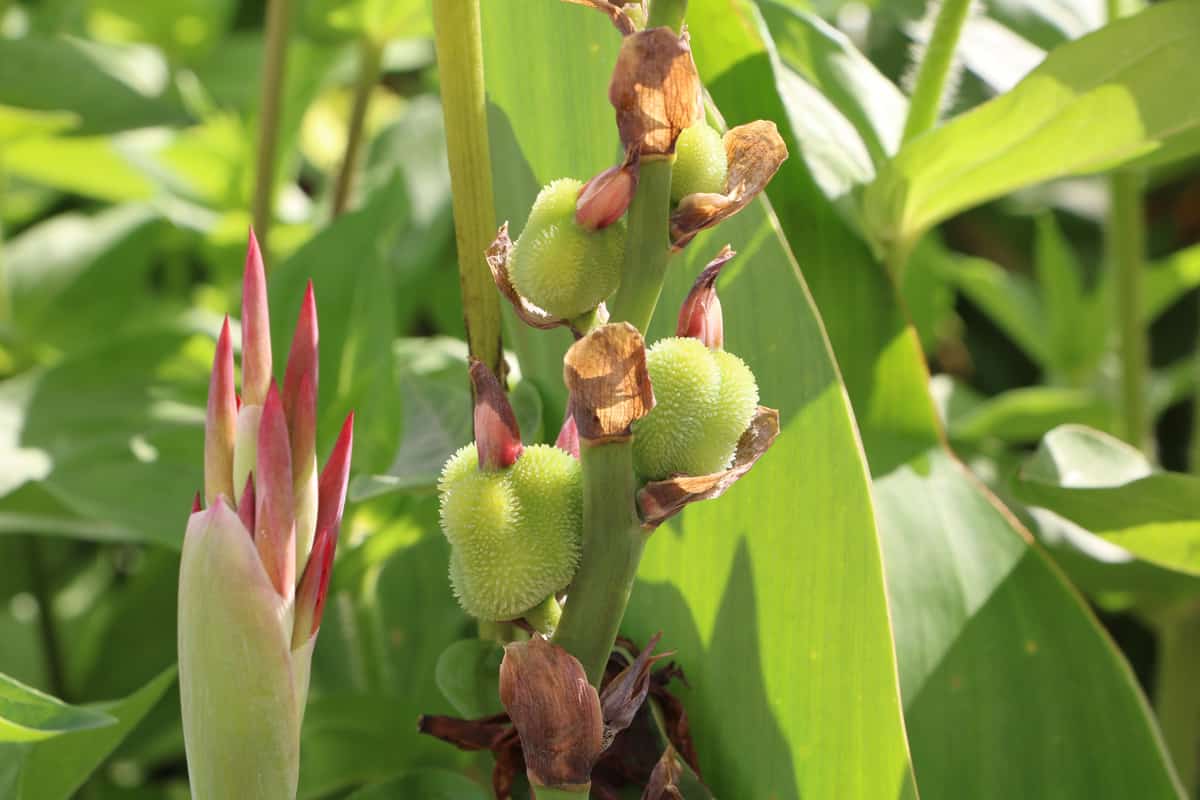 indisches Blumenrohr - Canna indica - Samen