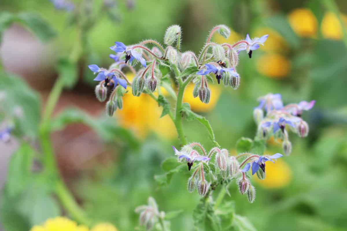 Borretsch - Borago officinalis