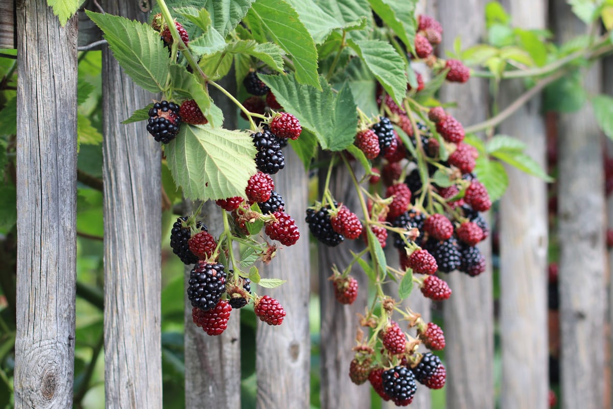 Brombeere - Rubus