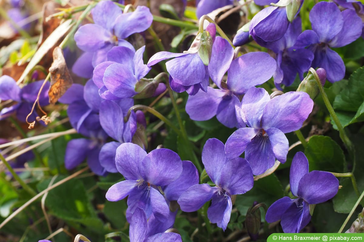 Duftveilchen - Viola odorata