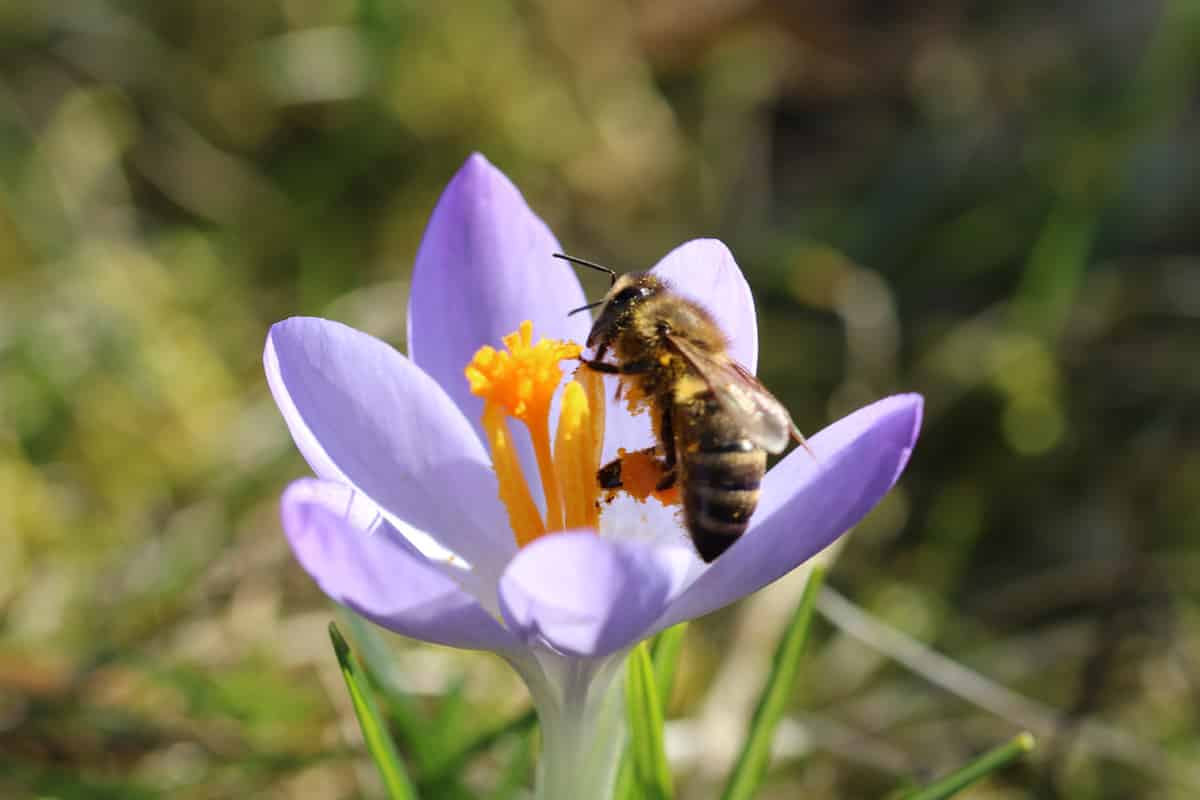 Frühlings-Krokus - Crocus vernus