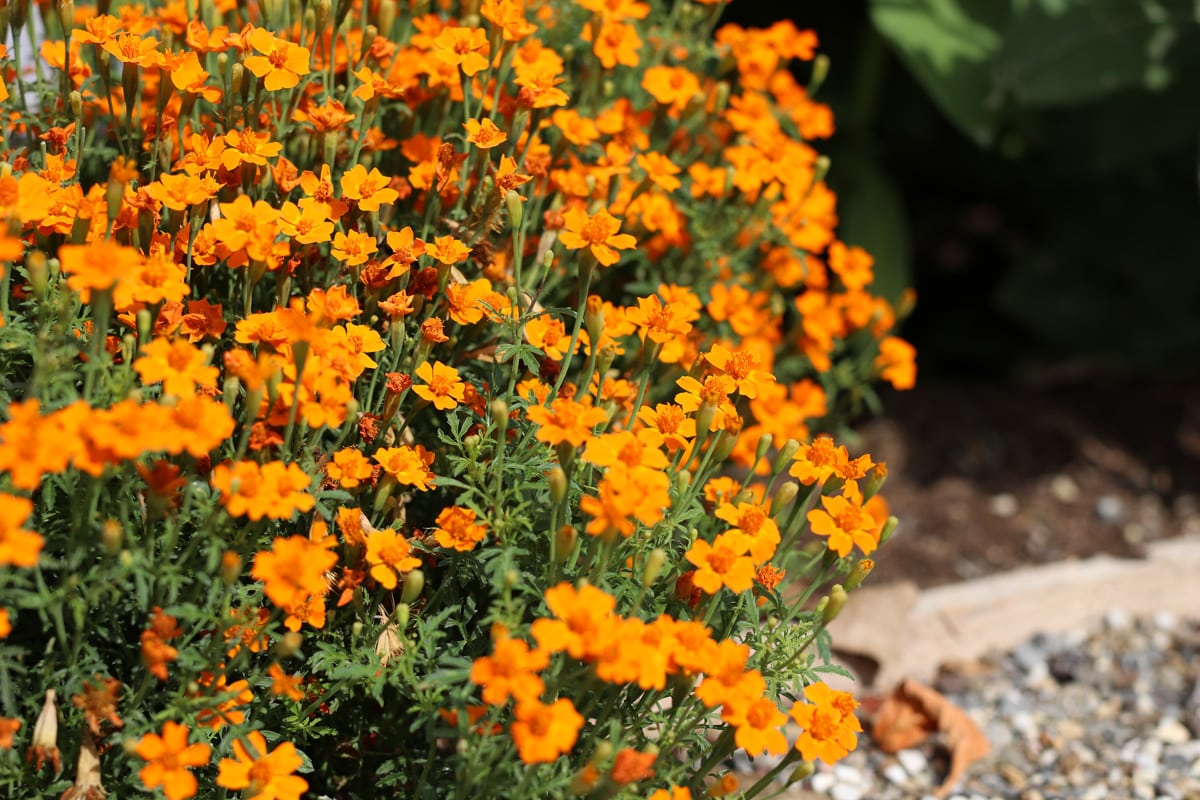 Gewürztagetes als guter Pflanznachbar für Tomaten