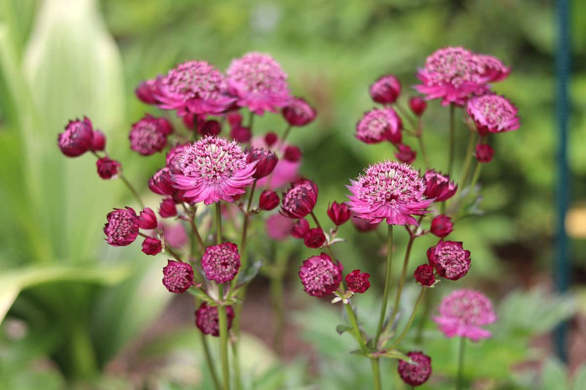 Große Sterndolde - Astrantia major