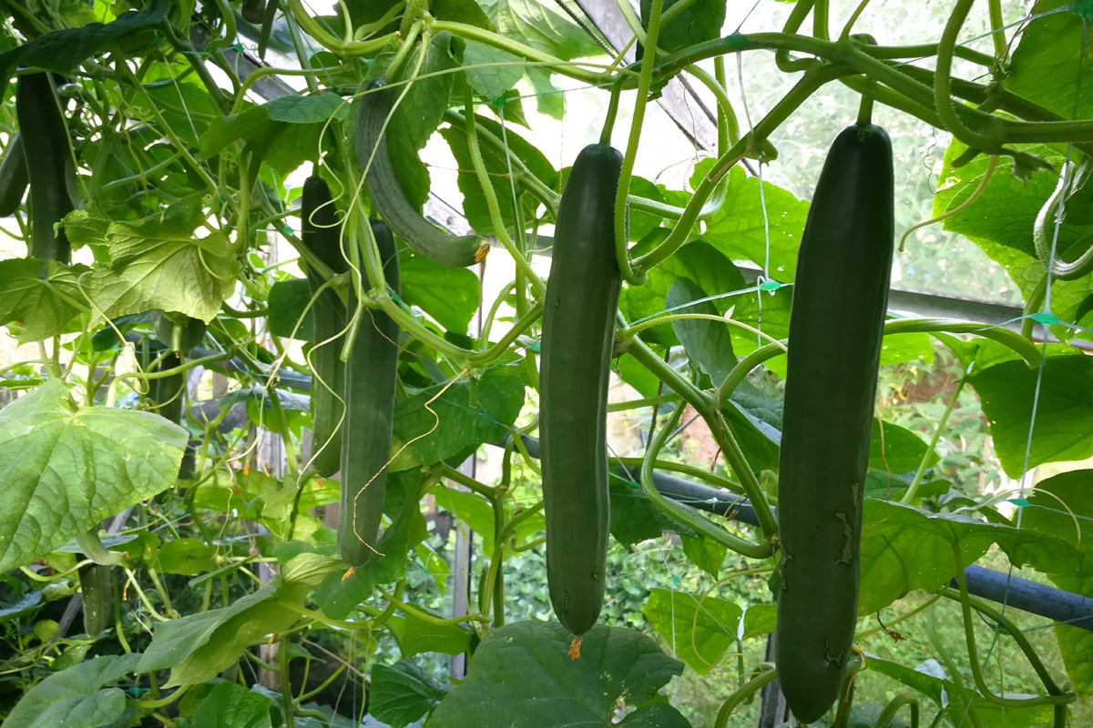 Gurken - Cucumis sativus