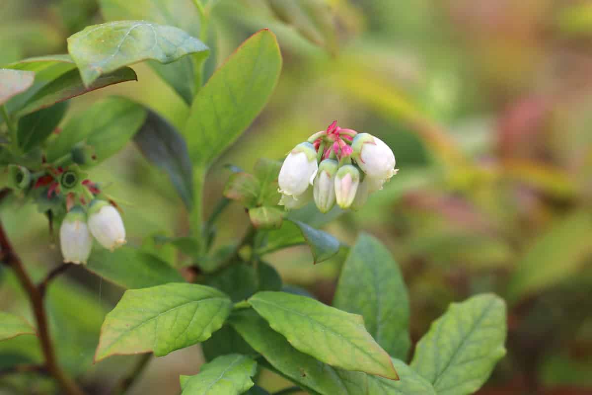 Heidelbeere - Vaccinium myrtillus