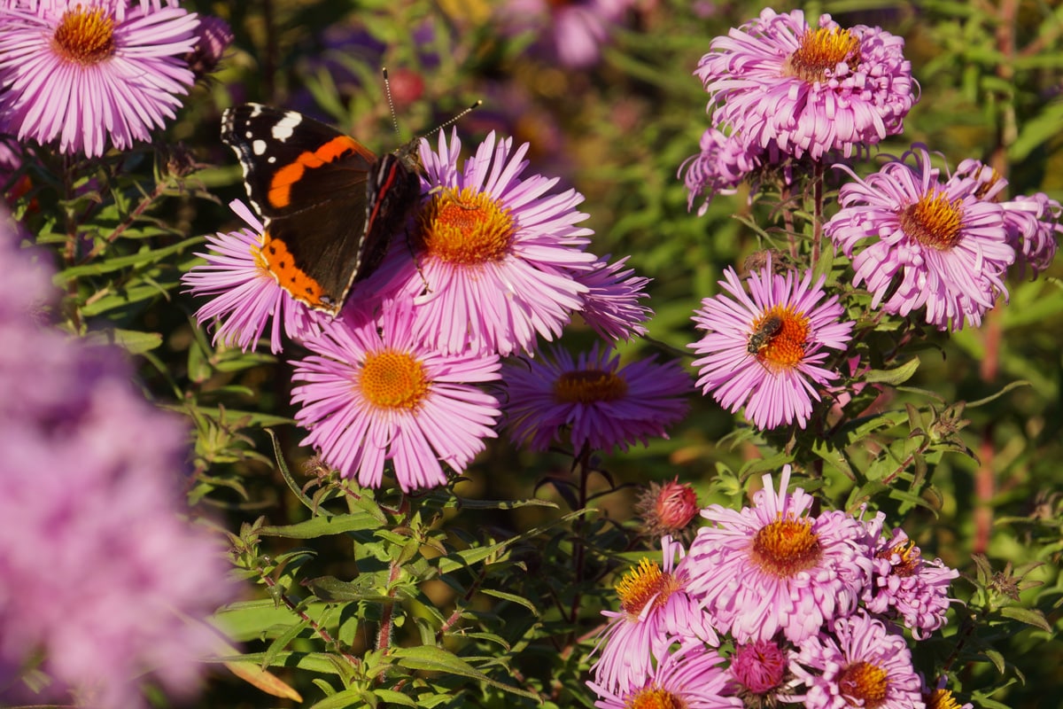 Herbstastern - Aster