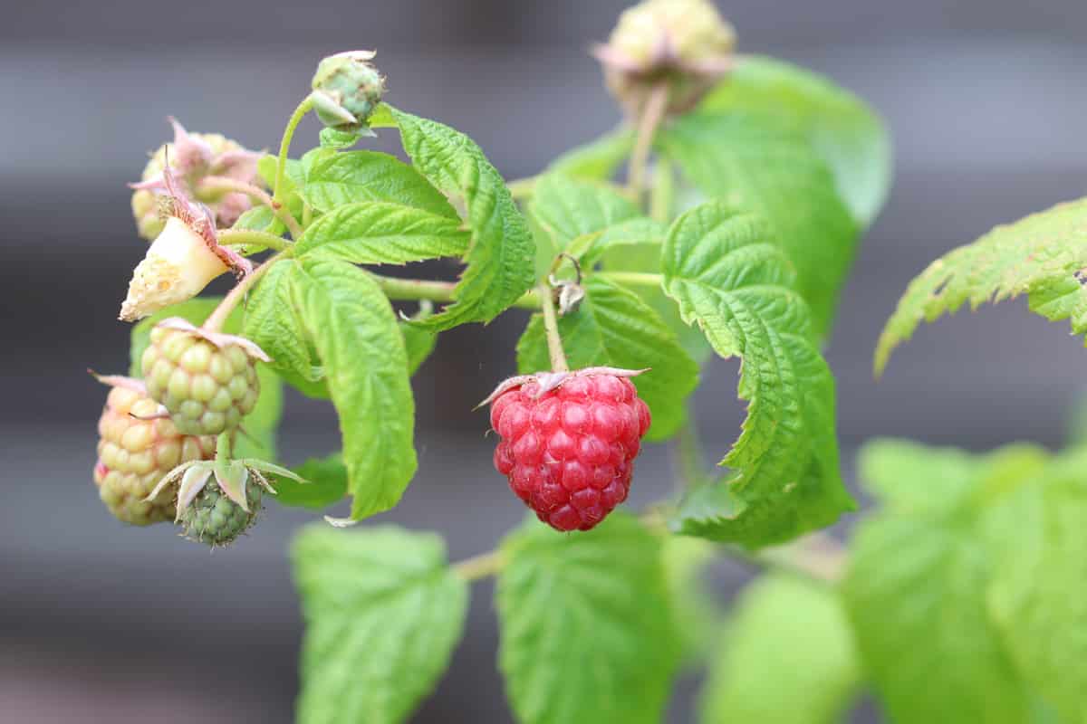 Himbeere - Rubus idaeus