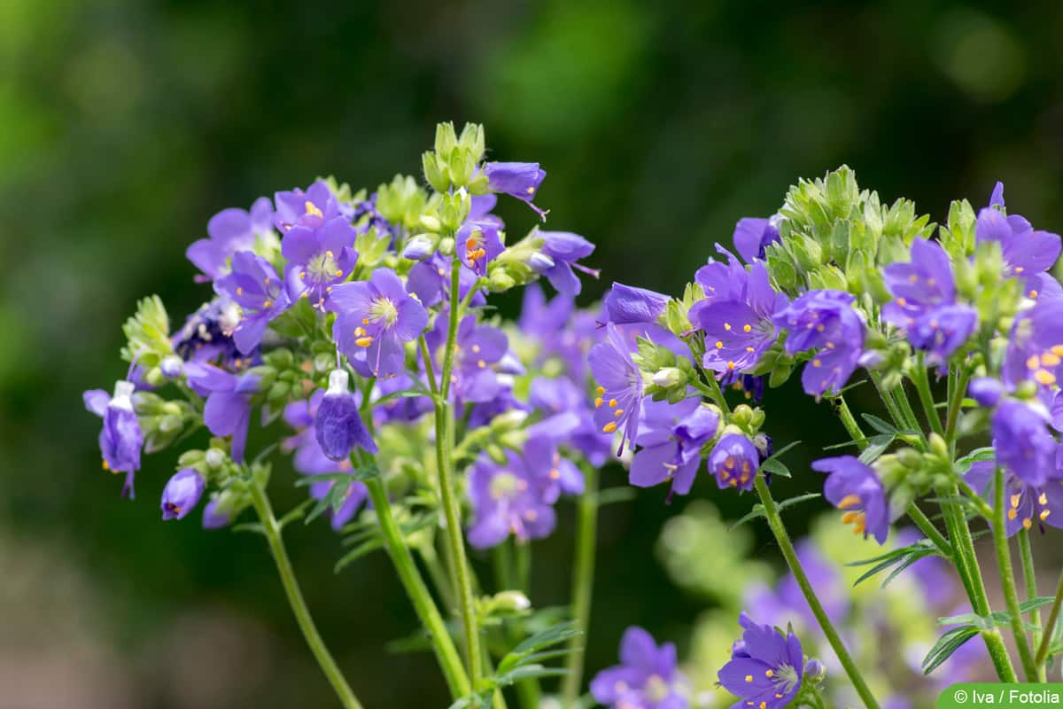 Jakobsleiter - Polemonium caeruleum