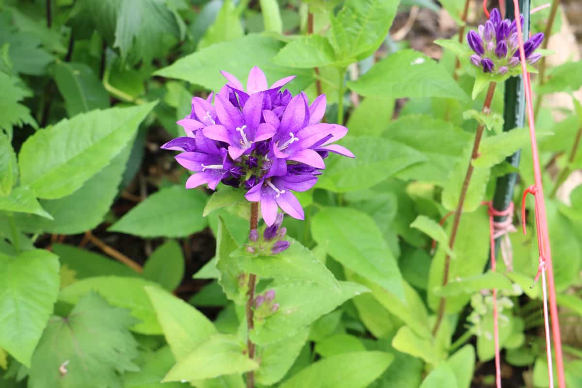 Knäuel-Glockenblume - Campanula glomerata