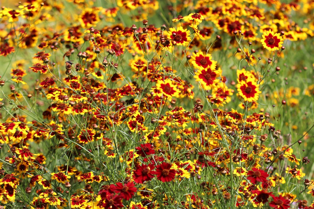 Kokardenblume - Gaillardia