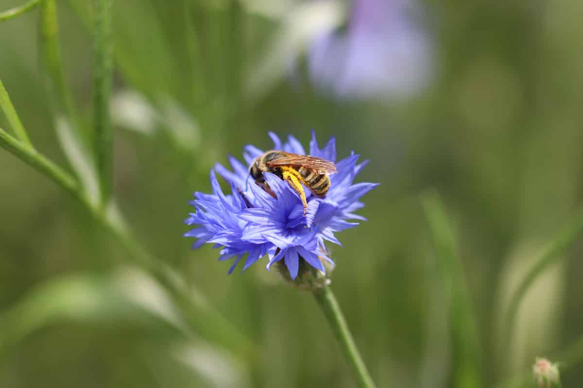 Kornblume - Centaurea cyanus